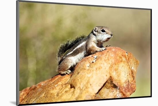 Harriss Antelope Squirrel Is a Rodent Found in Arizona and New Mexico-Richard Wright-Mounted Photographic Print