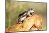 Harriss Antelope Squirrel Is a Rodent Found in Arizona and New Mexico-Richard Wright-Mounted Photographic Print