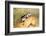 Harriss Antelope Squirrel Is a Rodent Found in Arizona and New Mexico-Richard Wright-Framed Photographic Print