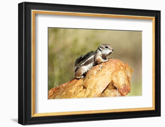 Harriss Antelope Squirrel Is a Rodent Found in Arizona and New Mexico-Richard Wright-Framed Photographic Print