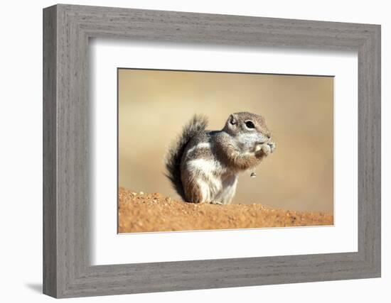 Harriss Antelope Squirrel Is a Rodent Found in Arizona and New Mexico-Richard Wright-Framed Photographic Print