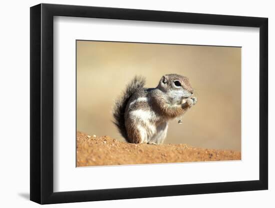 Harriss Antelope Squirrel Is a Rodent Found in Arizona and New Mexico-Richard Wright-Framed Photographic Print