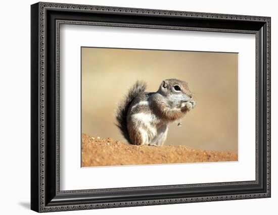 Harriss Antelope Squirrel Is a Rodent Found in Arizona and New Mexico-Richard Wright-Framed Photographic Print