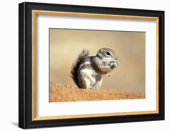 Harriss Antelope Squirrel Is a Rodent Found in Arizona and New Mexico-Richard Wright-Framed Photographic Print