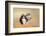 Harriss Antelope Squirrel Is a Rodent Found in Arizona and New Mexico-Richard Wright-Framed Photographic Print