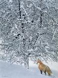 Fox in Snow-Harro Maass-Giclee Print