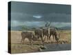 Stretched Canvas Print