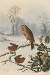 Robins and Wrens: Winter Breakfast, Postcard (Colour Litho)-Harry Bright-Giclee Print