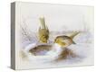 Stretched Canvas Print