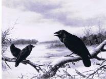 Ravens in Winter (Colour Litho)-Harry Bright-Giclee Print