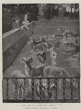 The Pope's Herd of Mouflons-Harry Hamilton Johnston-Giclee Print