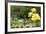 Harry P. Leu Gardens Orlando, Florida, USA-Michael DeFreitas-Framed Photographic Print