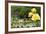 Harry P. Leu Gardens Orlando, Florida, USA-Michael DeFreitas-Framed Photographic Print