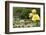 Harry P. Leu Gardens Orlando, Florida, USA-Michael DeFreitas-Framed Photographic Print