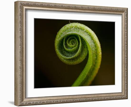 Hart's Tongue Fern (Phyllitis scolopendrium), County Clare, Munster, Republic of Ireland, Europe-Carsten Krieger-Framed Photographic Print