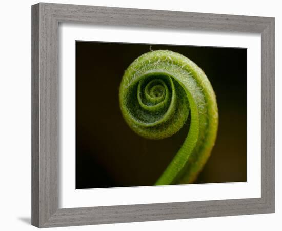 Hart's Tongue Fern (Phyllitis scolopendrium), County Clare, Munster, Republic of Ireland, Europe-Carsten Krieger-Framed Photographic Print