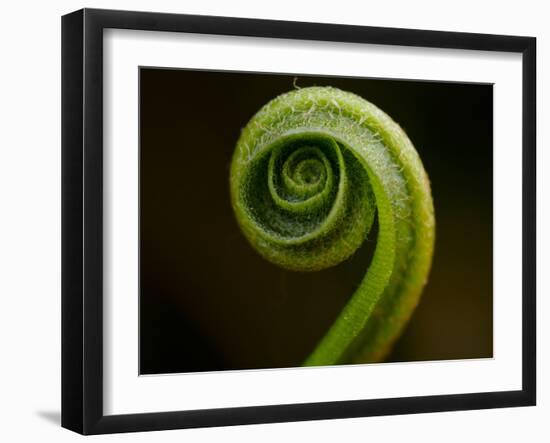 Hart's Tongue Fern (Phyllitis scolopendrium), County Clare, Munster, Republic of Ireland, Europe-Carsten Krieger-Framed Photographic Print