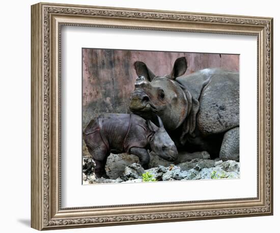 Hartali, a Rhinoceros at the Patna Zoo, is Seen with Her New Baby in Patna, India, January 24, 2007-Prashant Ravi-Framed Photographic Print