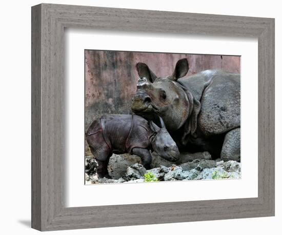 Hartali, a Rhinoceros at the Patna Zoo, is Seen with Her New Baby in Patna, India, January 24, 2007-Prashant Ravi-Framed Photographic Print