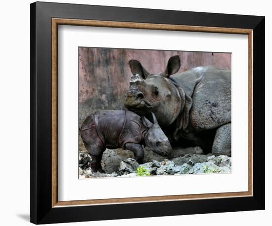 Hartali, a Rhinoceros at the Patna Zoo, is Seen with Her New Baby in Patna, India, January 24, 2007-Prashant Ravi-Framed Photographic Print