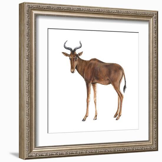 Hartebeest (Alcelaphus Caama), Mammals-Encyclopaedia Britannica-Framed Art Print