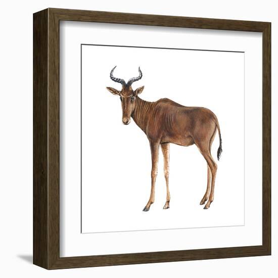 Hartebeest (Alcelaphus Caama), Mammals-Encyclopaedia Britannica-Framed Art Print