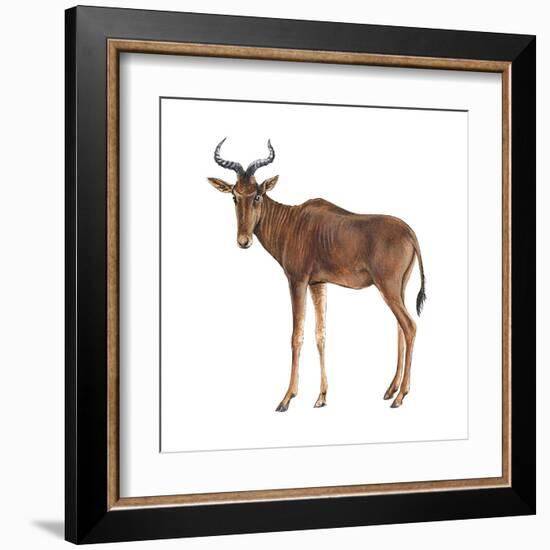 Hartebeest (Alcelaphus Caama), Mammals-Encyclopaedia Britannica-Framed Art Print