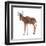 Hartebeest (Alcelaphus Caama), Mammals-Encyclopaedia Britannica-Framed Art Print