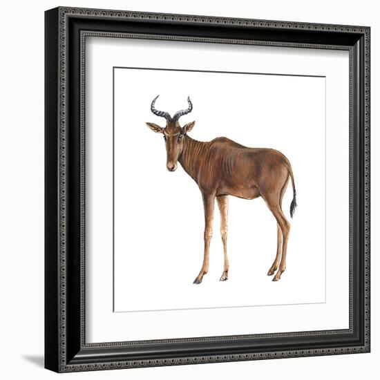 Hartebeest (Alcelaphus Caama), Mammals-Encyclopaedia Britannica-Framed Art Print