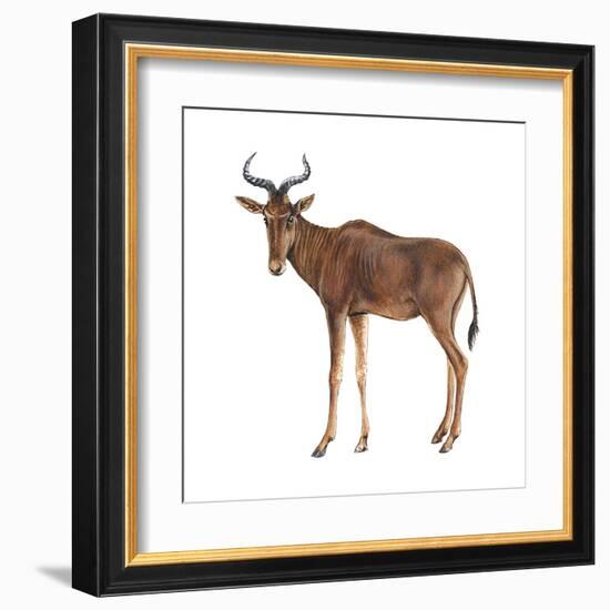 Hartebeest (Alcelaphus Caama), Mammals-Encyclopaedia Britannica-Framed Art Print