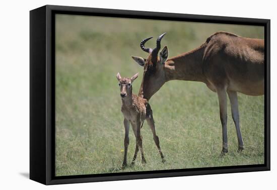 Hartebeest Nuzzling a Newborn-DLILLC-Framed Premier Image Canvas