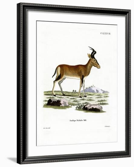 Hartebeest-null-Framed Giclee Print