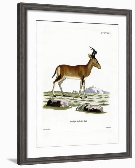 Hartebeest-null-Framed Giclee Print