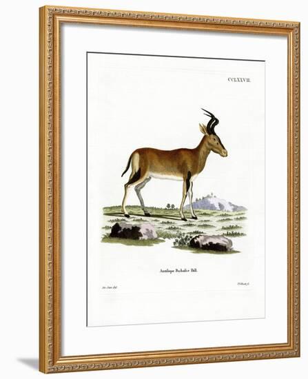 Hartebeest-null-Framed Giclee Print
