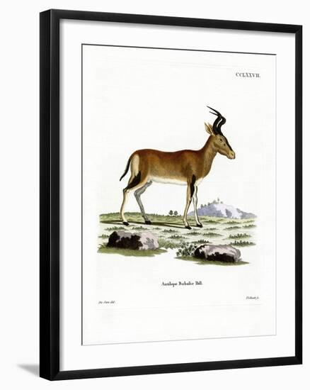 Hartebeest-null-Framed Giclee Print