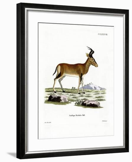 Hartebeest-null-Framed Giclee Print