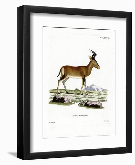 Hartebeest-null-Framed Giclee Print