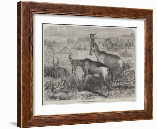 Hartebeeste Antelopes-Friedrich Wilhelm Keyl-Framed Giclee Print