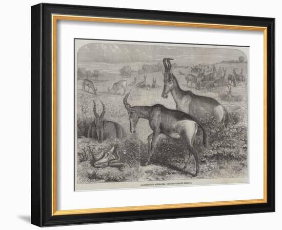 Hartebeeste Antelopes-Friedrich Wilhelm Keyl-Framed Giclee Print