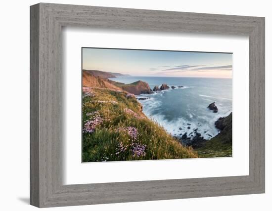 Hartland Quay and Sea thrift flowers on cliff top, North Devon-Ross Hoddinott-Framed Photographic Print