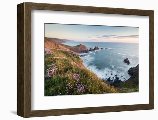 Hartland Quay and Sea thrift flowers on cliff top, North Devon-Ross Hoddinott-Framed Photographic Print