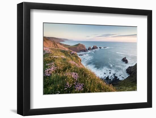 Hartland Quay and Sea thrift flowers on cliff top, North Devon-Ross Hoddinott-Framed Photographic Print