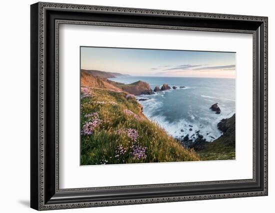 Hartland Quay and Sea thrift flowers on cliff top, North Devon-Ross Hoddinott-Framed Photographic Print