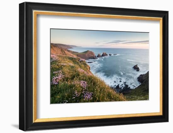 Hartland Quay and Sea thrift flowers on cliff top, North Devon-Ross Hoddinott-Framed Photographic Print