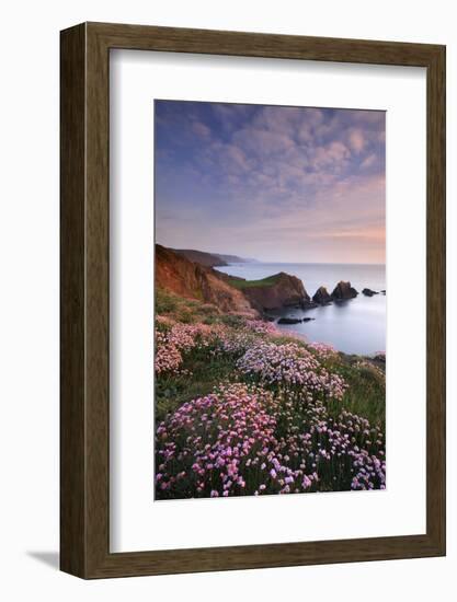 Hartland Quay, coastline with flowering Thrift, Devon, UK-Ross Hoddinott-Framed Photographic Print