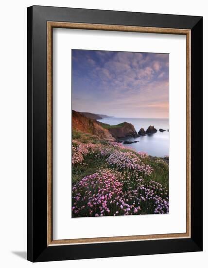 Hartland Quay, coastline with flowering Thrift, Devon, UK-Ross Hoddinott-Framed Photographic Print