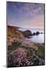 Hartland Quay, coastline with flowering Thrift, Devon, UK-Ross Hoddinott-Mounted Photographic Print