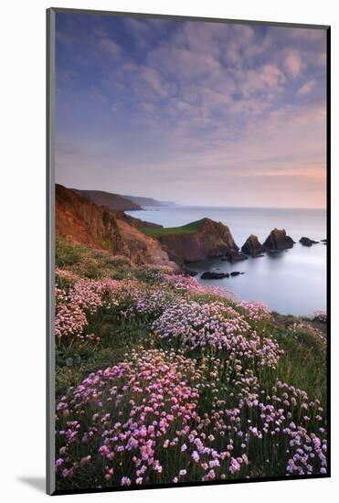 Hartland Quay, coastline with flowering Thrift, Devon, UK-Ross Hoddinott-Mounted Photographic Print