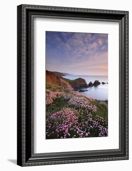 Hartland Quay, coastline with flowering Thrift, Devon, UK-Ross Hoddinott-Framed Photographic Print