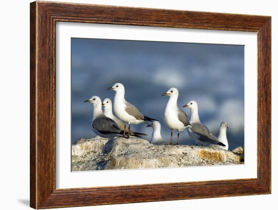 Hartlaub's Gulls-Peter Chadwick-Framed Photographic Print